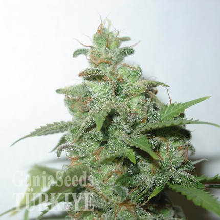 Auto Caramella feminised Ganja Seeds