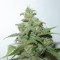 Auto Caramella feminised Ganja Seeds Online kenevir tohumu