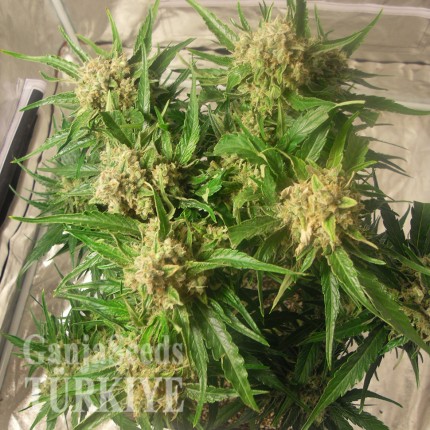 Auto Caramella feminised Ganja Seeds