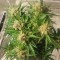 Auto Caramella feminised Ganja Seeds Eve teslim kenevir tohumları