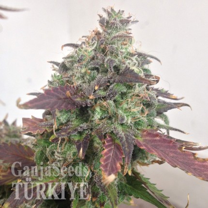 Auto Caramella feminised Ganja Seeds