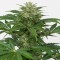 Auto Haze CBD feminised Ganja Seeds