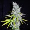 Auto Haze CBD feminised Ganja Seeds