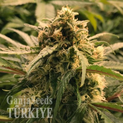 Auto Haze CBD feminised Ganja Seeds