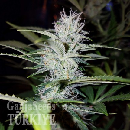 Auto Pineapple feminised Ganja Seeds