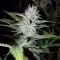 Bursa’da  Auto Pineapple feminised Ganja Seeds kenevir tohumu