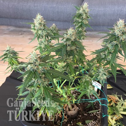 Auto Pineapple feminised Ganja Seeds