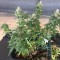 Adana’da  Auto Pineapple feminised Ganja Seeds kenevir tohumu