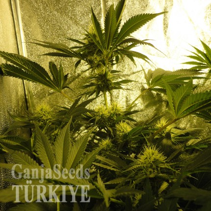 Auto Pineapple feminised Ganja Seeds