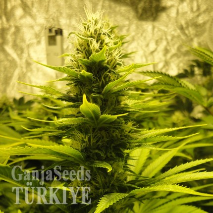 Auto Pineapple feminised Ganja Seeds