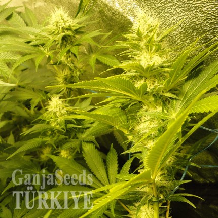 Auto Pineapple feminised Ganja Seeds