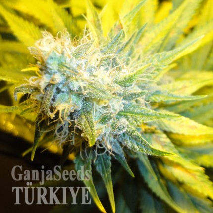 Auto Pineapple feminised Ganja Seeds