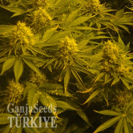 Auto Pineapple feminised Ganja Seeds