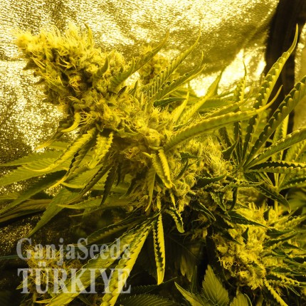 Auto Pineapple feminised Ganja Seeds