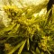 Mardin’de  Auto Pineapple feminised Ganja Seeds kenevir tohumu