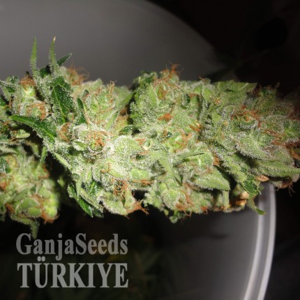 Auto Pineapple feminised Ganja Seeds