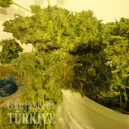 Auto Pineapple feminised Ganja Seeds