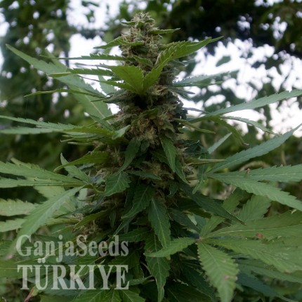 Auto Pineapple feminised Ganja Seeds