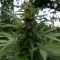 Trabzon’da  Auto Pineapple feminised Ganja Seeds kenevir tohumu