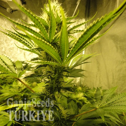 Auto Pineapple feminised Ganja Seeds