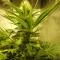 Yalova’da  Auto Pineapple feminised Ganja Seeds kenevir tohumu