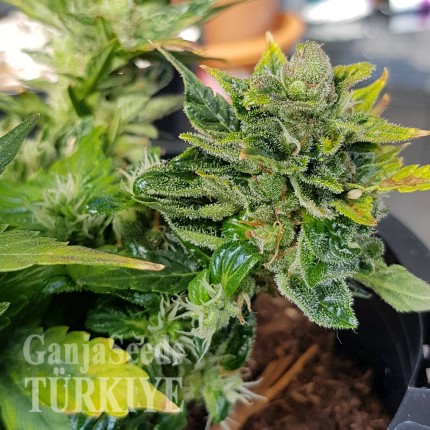 Auto Pineapple feminised Ganja Seeds