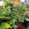 Auto Pineapple feminised Ganja Seeds Otomatik çiçeklenen kenevir tohumları