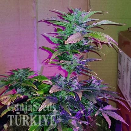 Auto Pineapple feminised Ganja Seeds