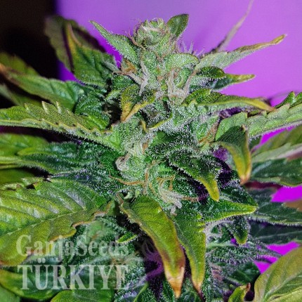 Auto Pineapple feminised Ganja Seeds