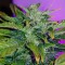 Auto Pineapple feminised Ganja Seeds Orijinal ambalajda kenevir tohumları