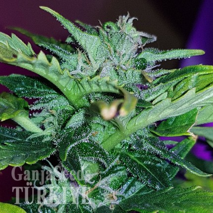 Auto Pineapple feminised Ganja Seeds