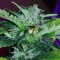 Auto Pineapple feminised Ganja Seeds Kenevir tohumları