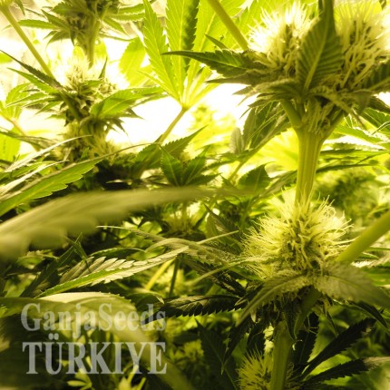 Auto Pineapple feminised Ganja Seeds