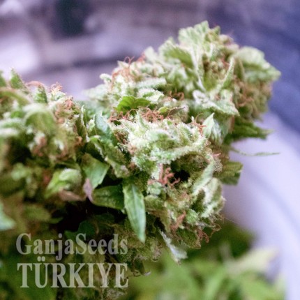 Auto Pineapple feminised Ganja Seeds