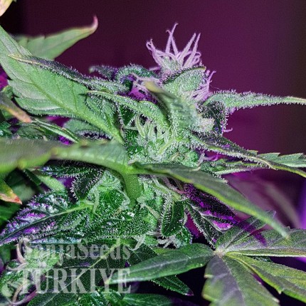 Auto Pineapple feminised Ganja Seeds