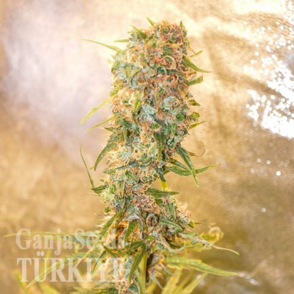 Auto Chronic Ryder feminised Ganja Seeds