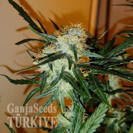 Auto Chronic Ryder feminised Ganja Seeds