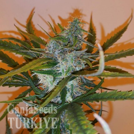 Auto Chronic Ryder feminised Ganja Seeds