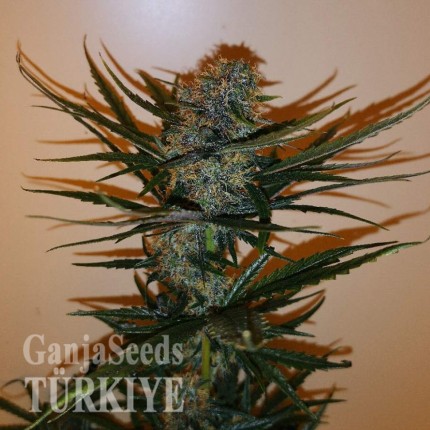 Auto Chronic Ryder feminised Ganja Seeds