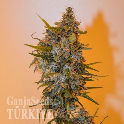 Auto Chronic Ryder feminised Ganja Seeds