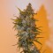 GanjaSeeds internet mağazasından kargo ile Auto Chronic Ryder feminised Ganja Seeds