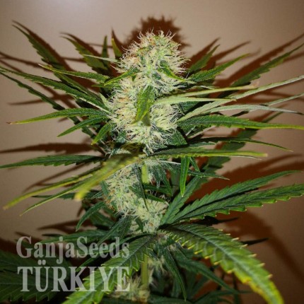 Auto Chronic Ryder feminised Ganja Seeds