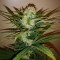 Auto Chronic Ryder feminised Ganja Seeds Ucuz kenevir tohumu fiyatları