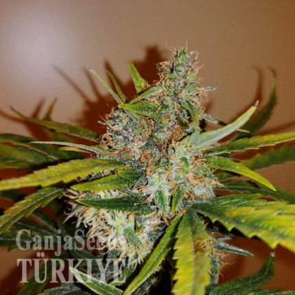 Auto Chronic Ryder feminised Ganja Seeds