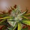 Auto Chronic Ryder feminised Ganja Seeds Yüksek verimli kenevir tohumları