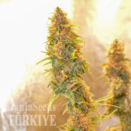 Auto Chronic Ryder feminised Ganja Seeds