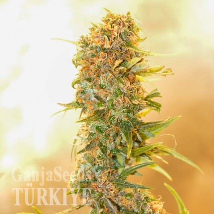 Auto Chronic Ryder feminised Ganja Seeds