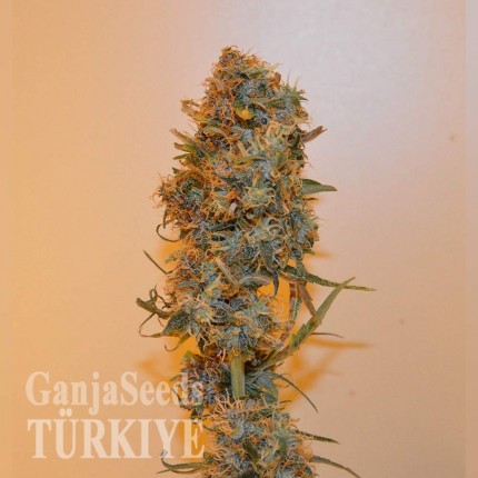 Auto Chronic Ryder feminised Ganja Seeds