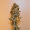 Auto Chronic Ryder feminised Ganja Seeds Güçlü kenevir tohumları