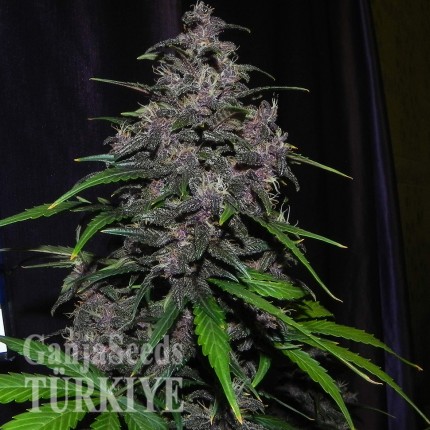 Auto LSD feminised Ganja Seeds